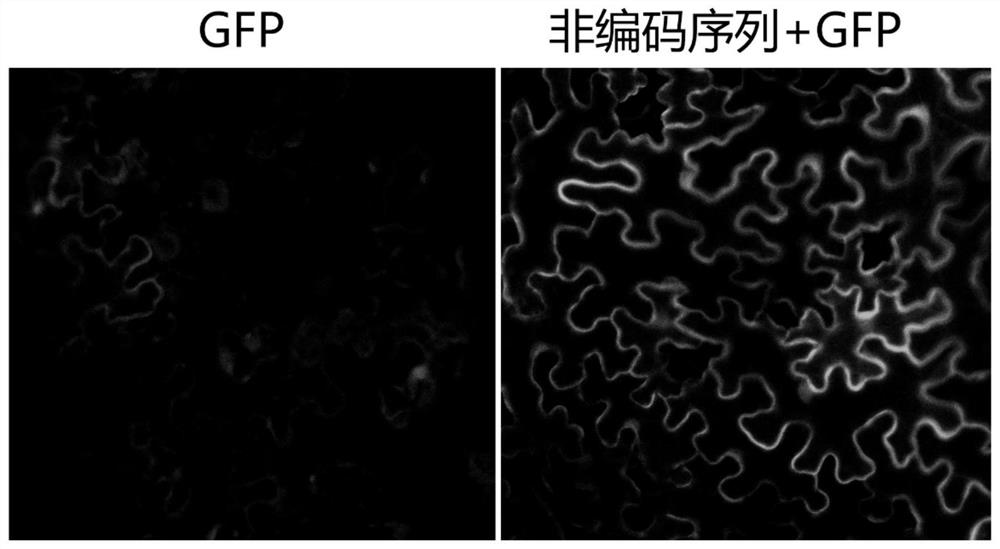 一种非编码的核苷酸序列及其在提高外源基因表达水平的应用