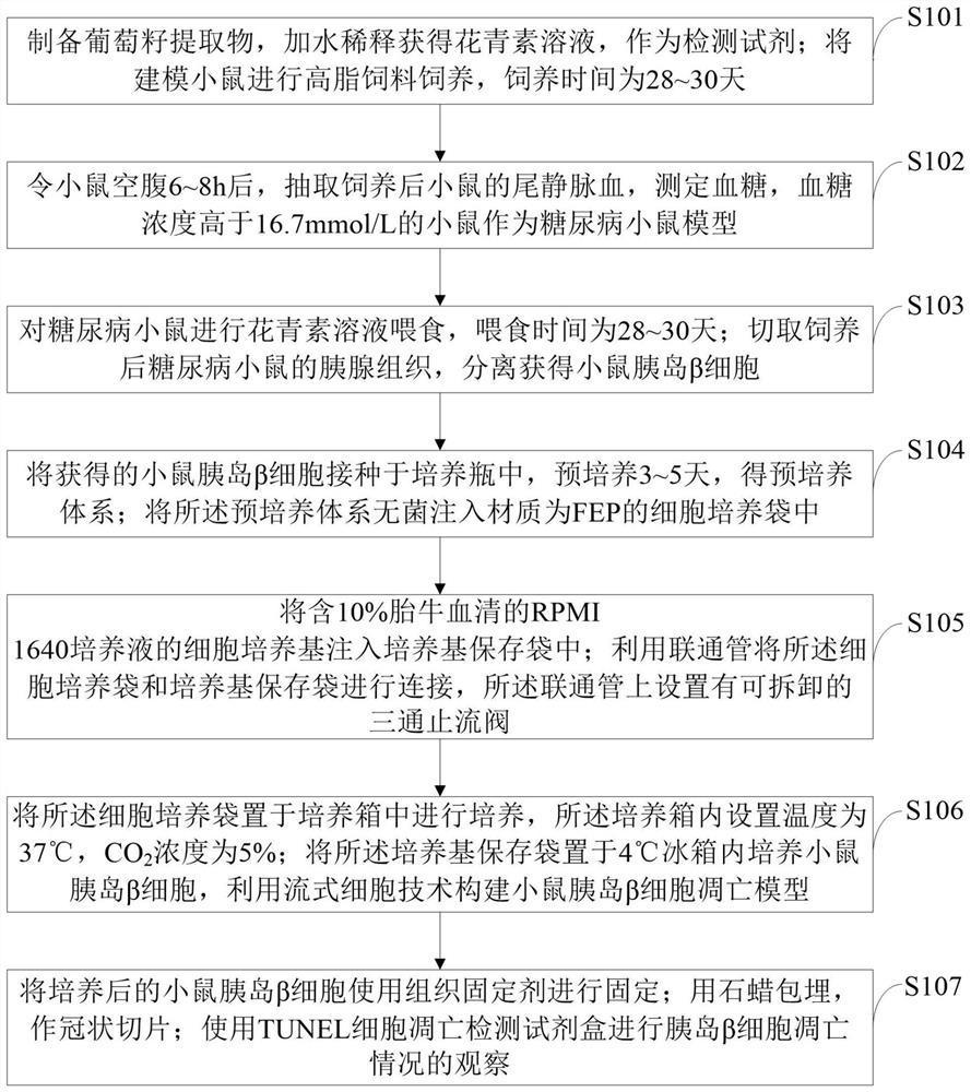 一种检测花青素诱导小鼠胰岛β细胞自噬效果的方法