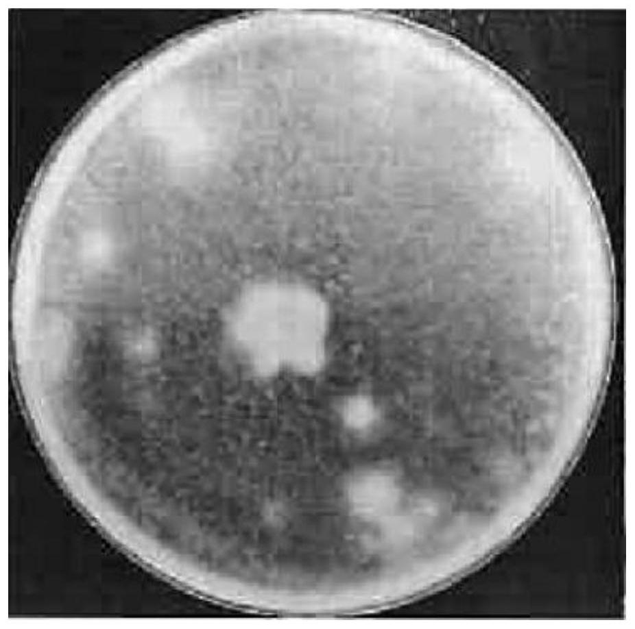 一种Trichoderma koningii RF-1菌株及其应用