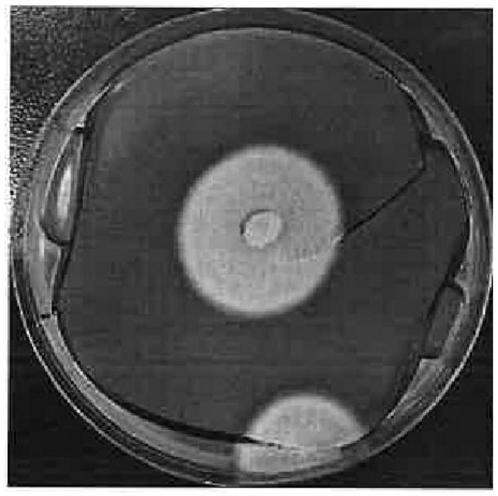 一种Penicillium chermesinum SF-85菌株及其应用