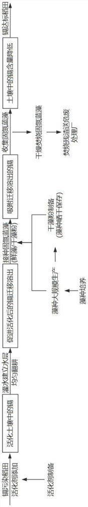 一种活化剂协同固氮蓝藻修复稻田土壤镉污染的方法