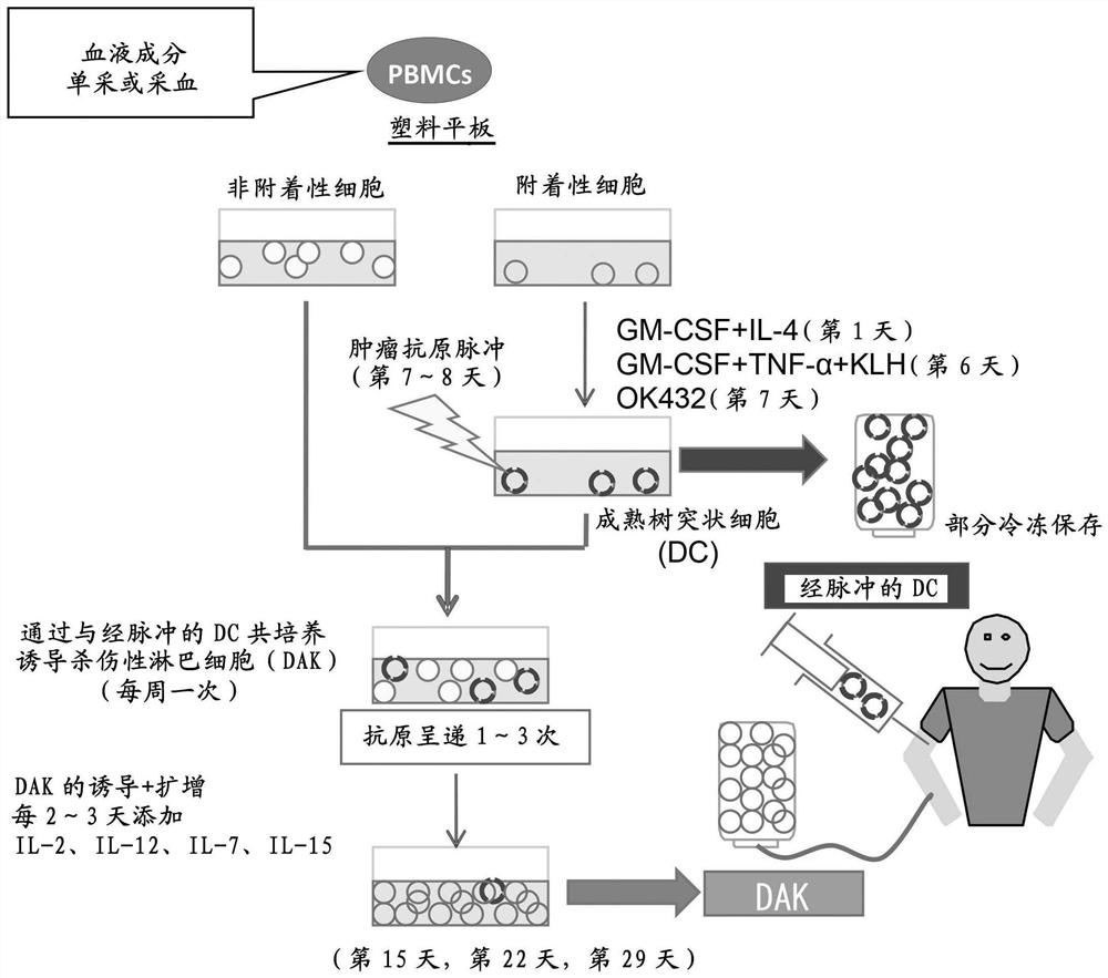 癌症治疗或预防用细胞组合物、及其制造方法