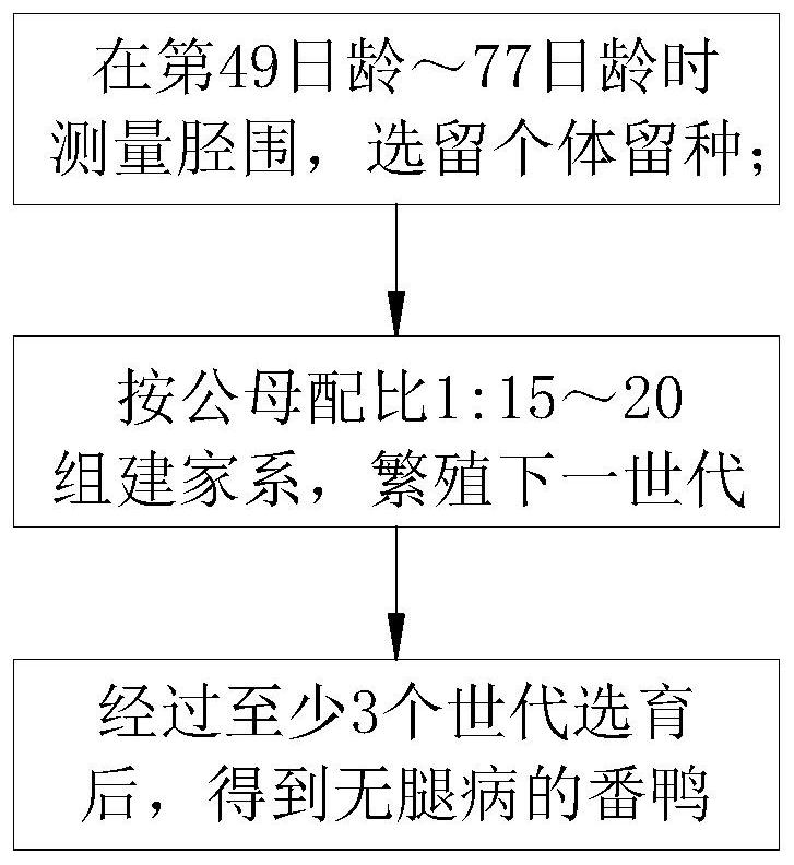 一种无腿病的番鸭选育方法