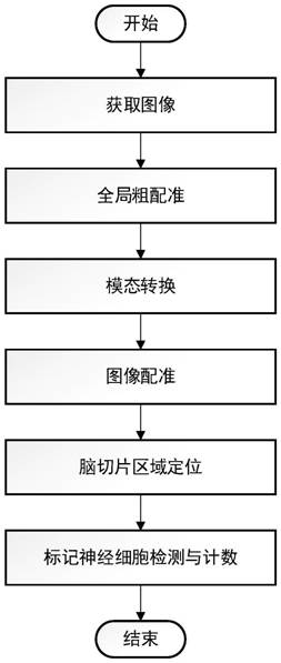 一种脑切片图像的区域定位及标记神经细胞计数系统及装置