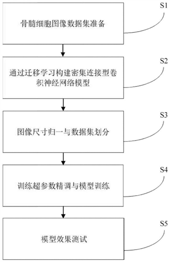 连续成熟阶段骨髓细胞图像自动识别方法、系统及介质