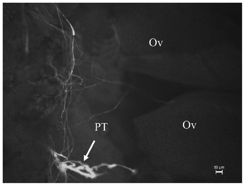 一种改良石蜡切片结合苯胺蓝染色法观察牡丹花粉管行为的荧光显微方法