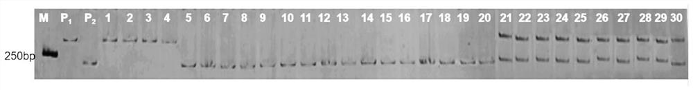 甜瓜抗落蒂基因CmAL3紧密连锁的分子标记SNP-392及其应用