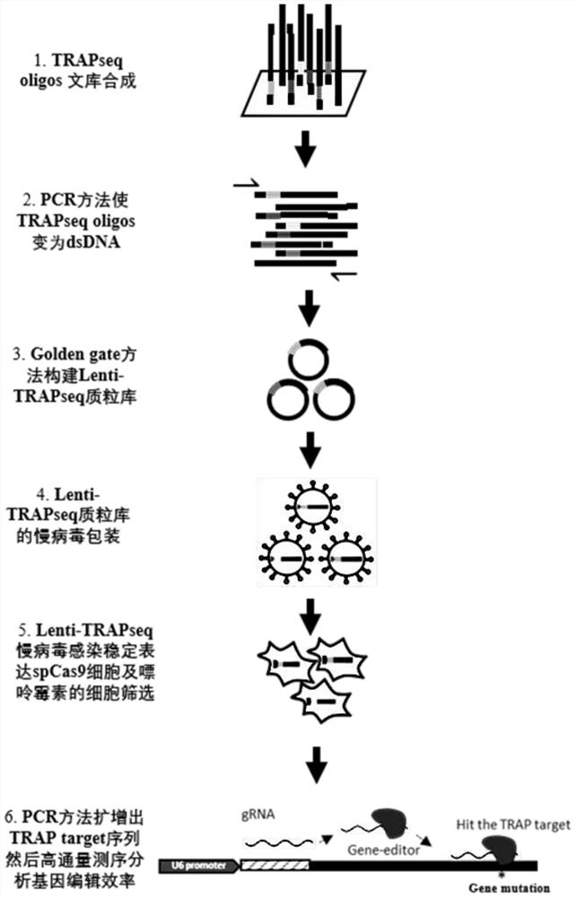 一种检测细胞内基因编辑效率及脱靶的方法