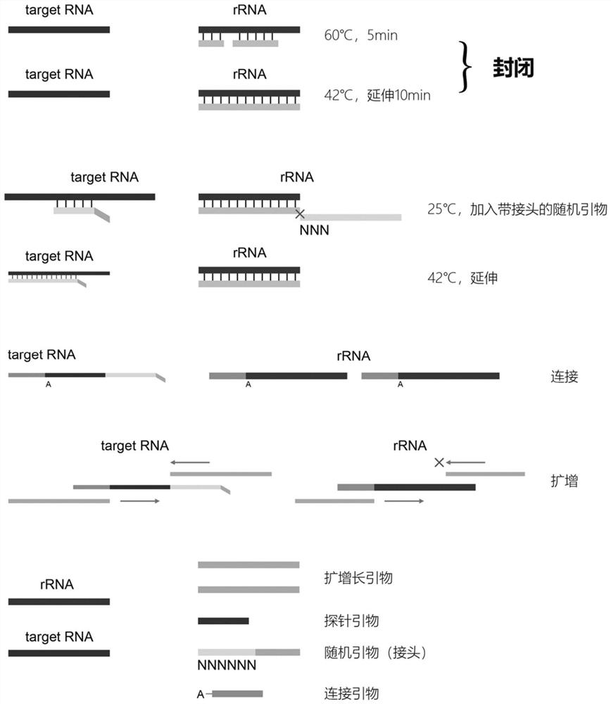 一种RNA文库的构建方法及试剂盒