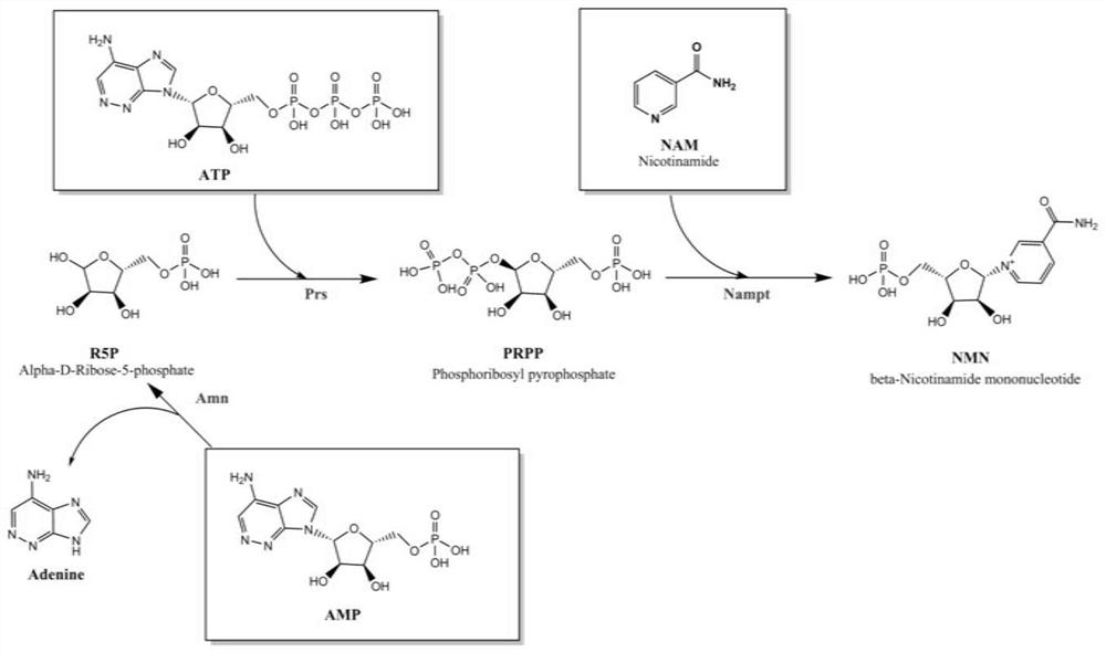 酶法生产烟酰胺单核苷酸的方法和用于该方法的转化体