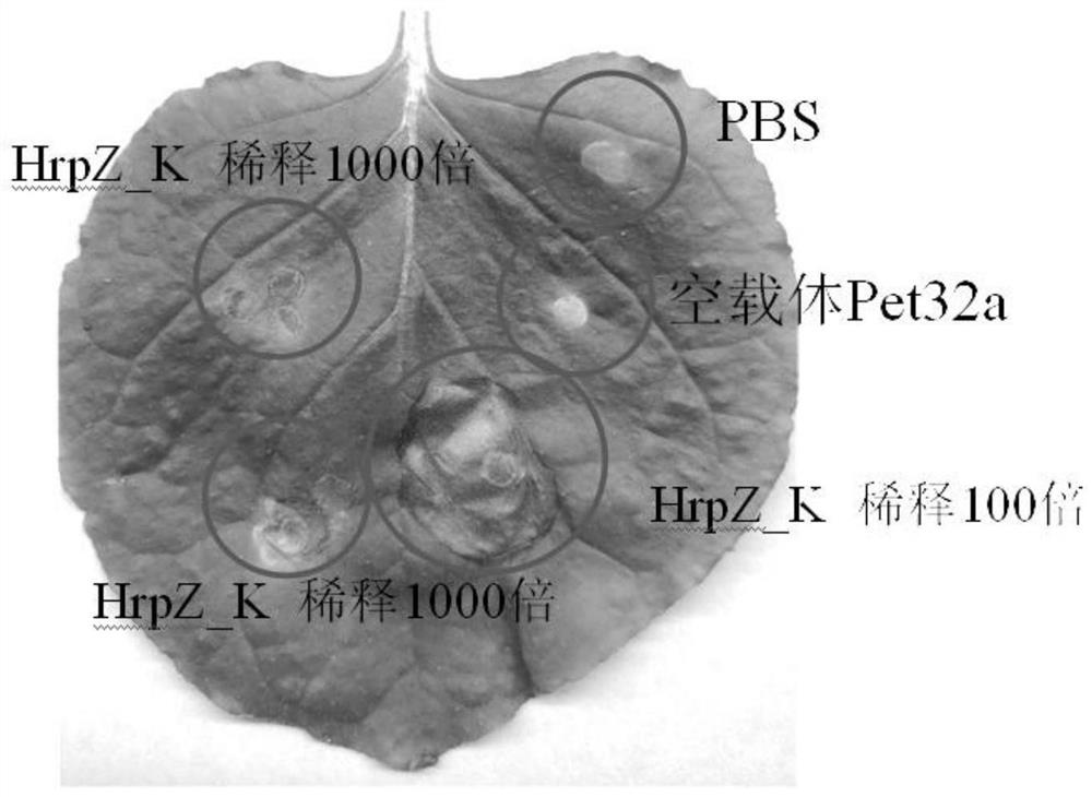 HrpZ_K基因在调控植物超敏反应性、抗病性和防治葡萄霜霉病中的应用及方法