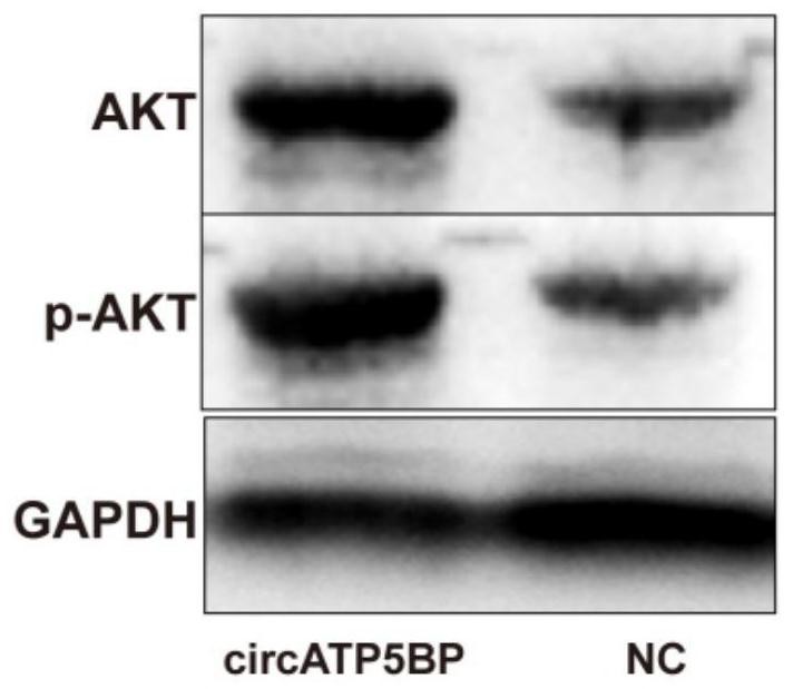 基于circ-Atp5BP调控卵巢颗粒细胞的方法