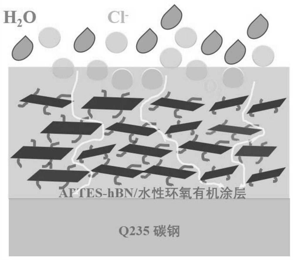 一种改性氮化硼纳米片的制备方法及其在提高水性有机防护
涂料耐腐蚀性能中的应用