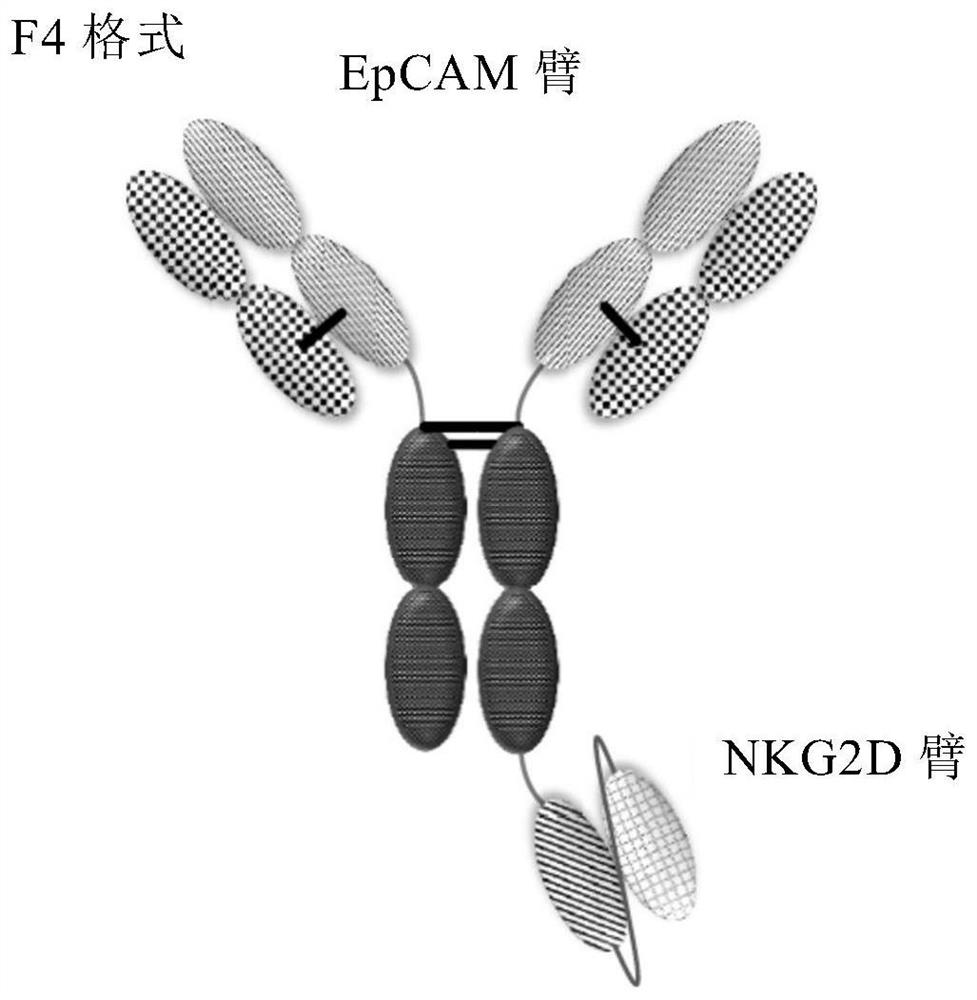 结合NKG2D、CD16和肿瘤相关抗原的蛋白质