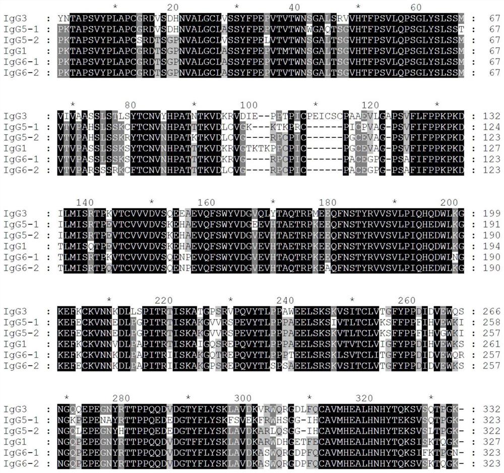 猪IgG3的单克隆抗体、该单克隆抗体特异性识别的抗原表位肽及其应用