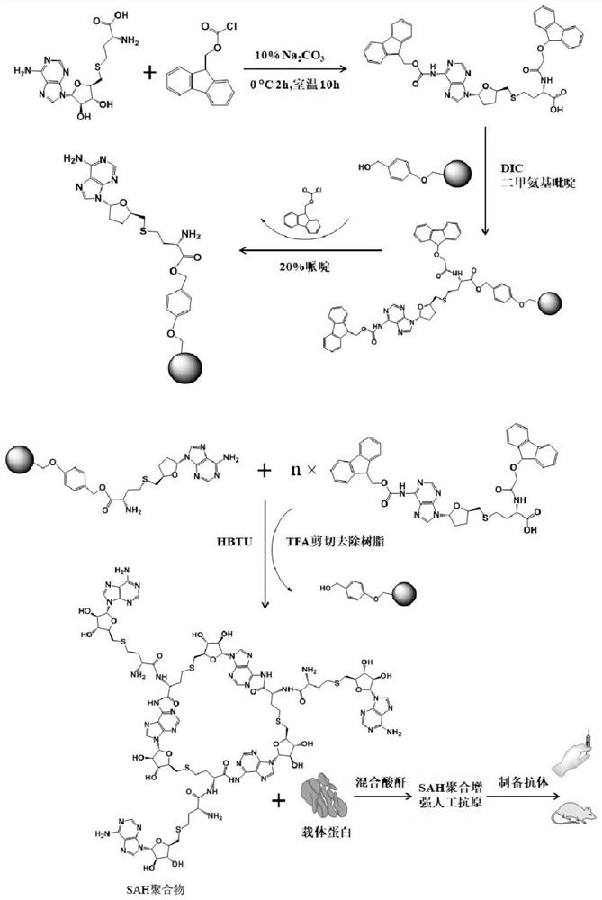 S-腺苷同型半胱氨酸人工完全抗原及其制备方法、应用