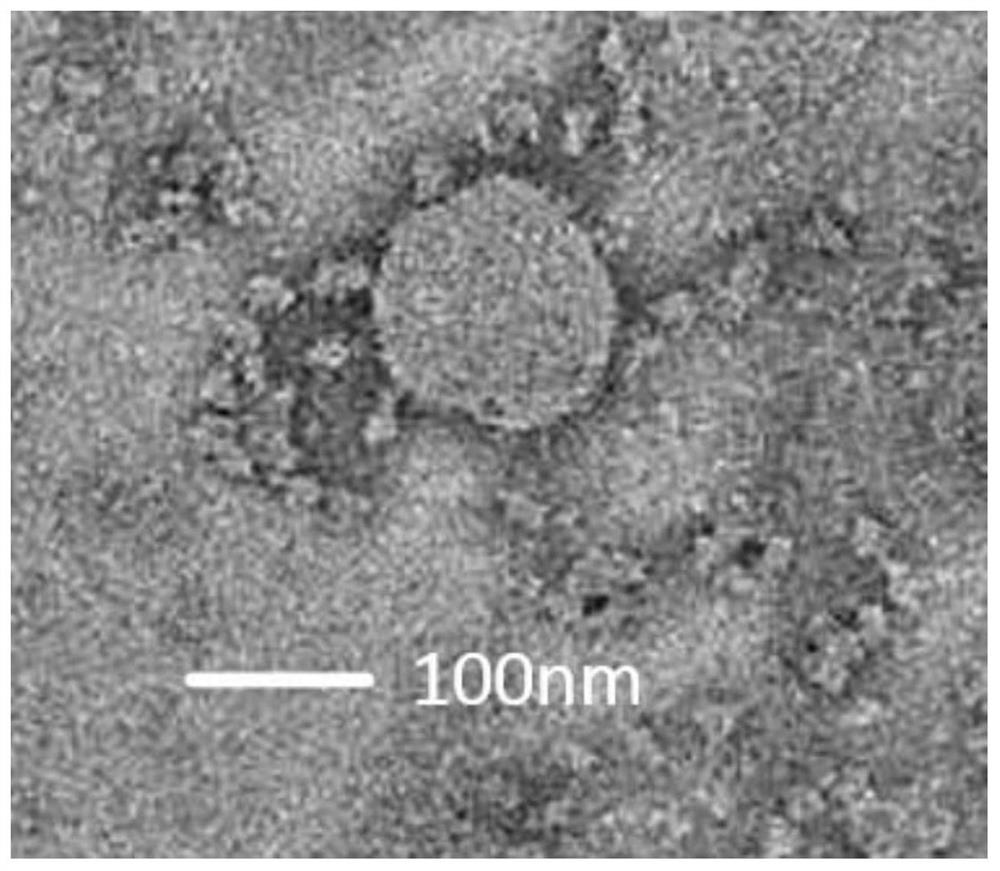 新型冠状病毒样颗粒及其制备方法和应用