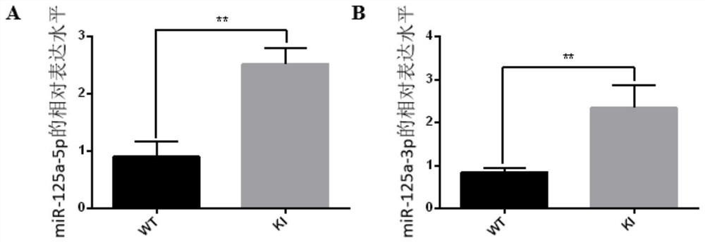 一种基于CRISPR/Cas9技术敲入miRNA-125a的小鼠模型及构建方法