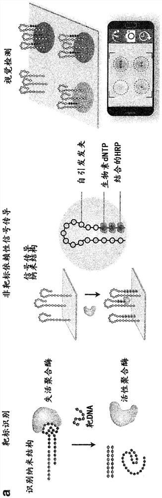 使用酶辅助纳米技术对核酸的视觉和模块检测