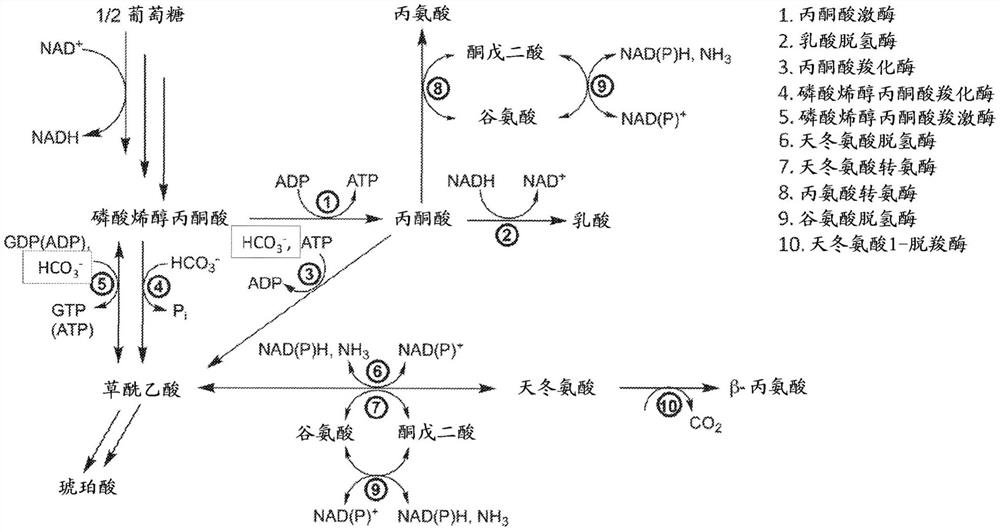 生产天冬氨酸和β-丙氨酸的重组宿主细胞和方法