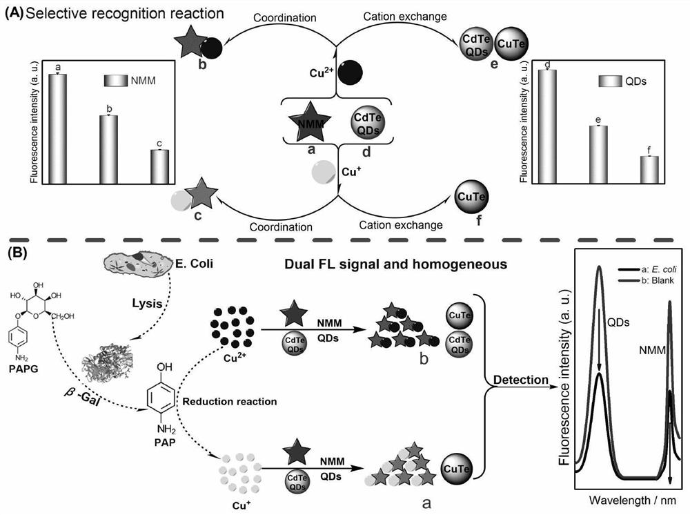 一种基于金属离子选择性调控QDs和NMM荧光信号的均相双荧光分析方法及其应用