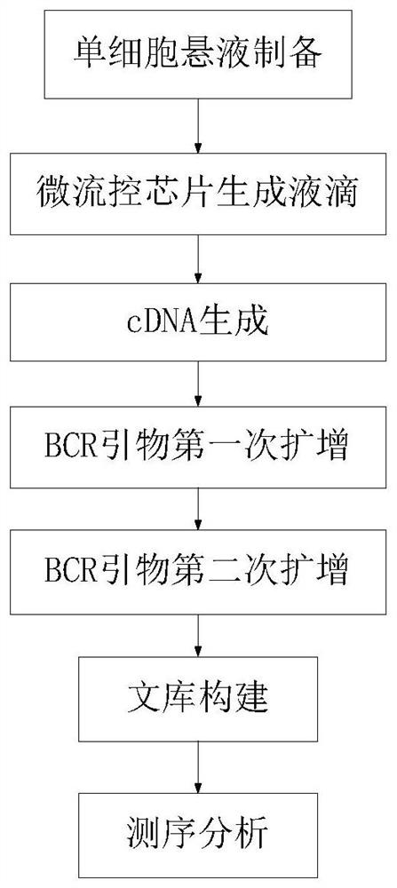 用于构建人单细胞BCR测序文库的试剂盒及其应用