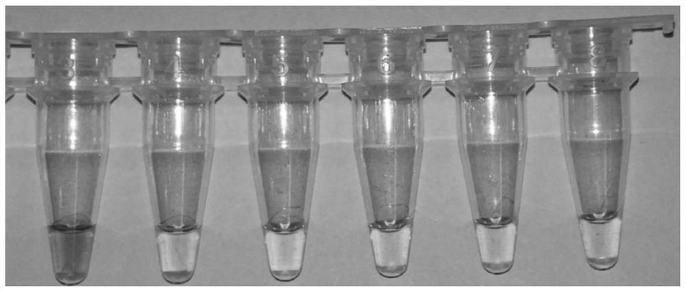 一种快速检测新型冠状病毒69-70del突变的引物组合物及试剂盒