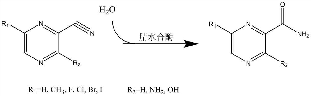 苜蓿中华根瘤菌来源的腈水合酶在制备酰胺吡嗪类化合物中的应用