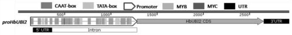 一种橡胶树泛素基因启动子proHbUBI2及其克隆与应用