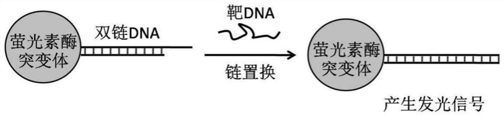 一种经改造的萤光素酶突变体蛋白、生物发光探针、探针组、制备方法和检测方法