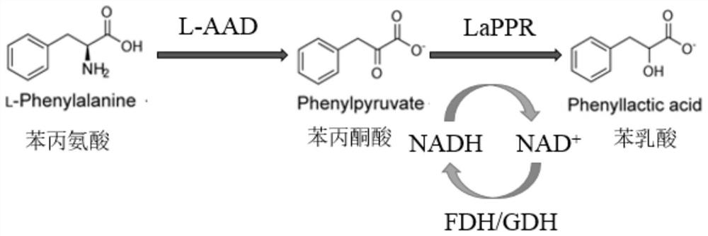 一种利用重组微生物全细胞催化合成L-苯乳酸的方法