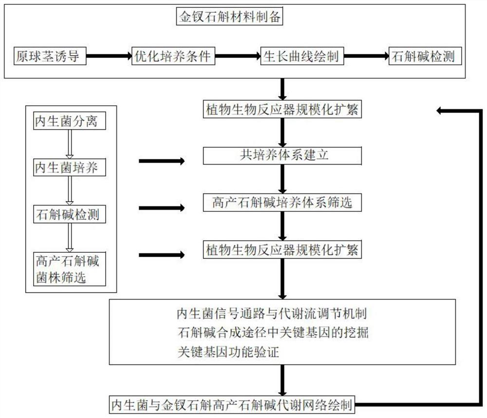 一种稳定高产石斛碱的内生菌与金钗石斛原球茎共培养方法