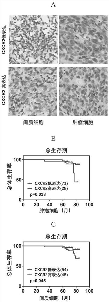 CXCR2抑制剂在制备治疗鼻咽癌的药物中的用途