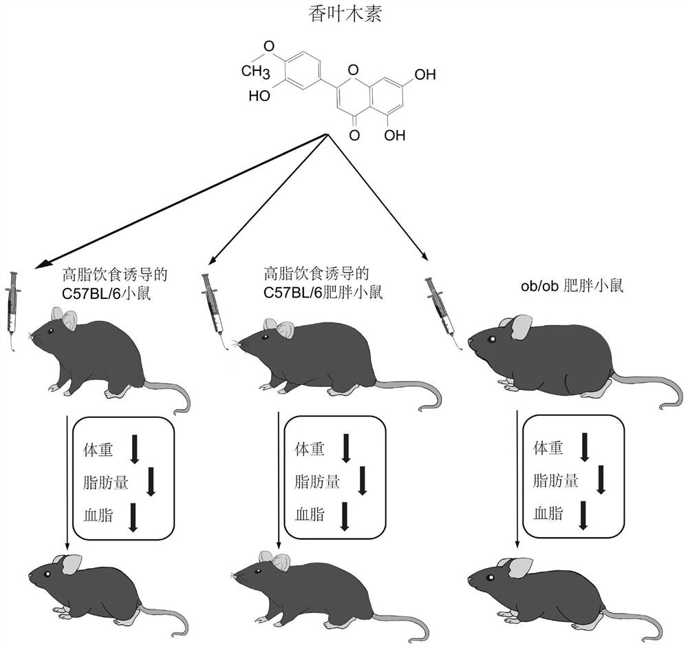 一种香叶木素用途