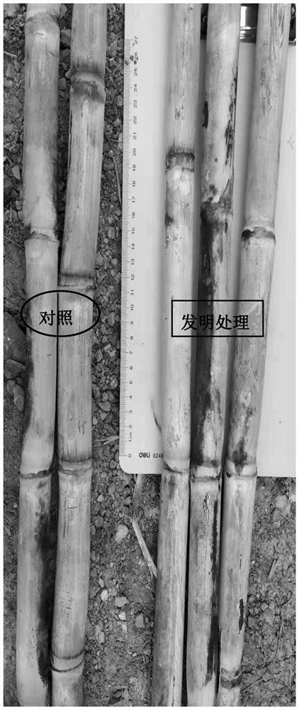 促进连作障碍下甘蔗分蘖成茎及节间糖分积累的栽培方法