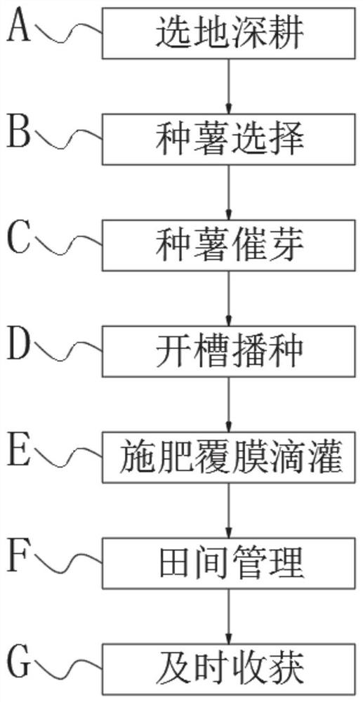 一种马铃薯大白菜一年两季的种植方法