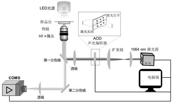 具有可重构性的生物微马达阵列及其应用