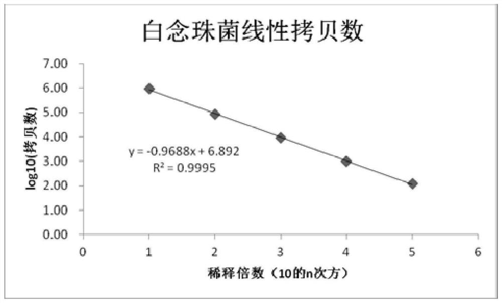 念珠菌的引物探针组合及应用、PCR反应液、试剂盒和方法