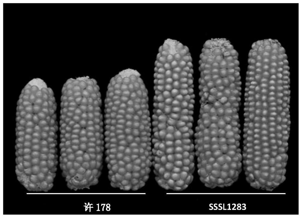 与玉米穗长主效QTL紧密连锁的分子标记、引物及应用