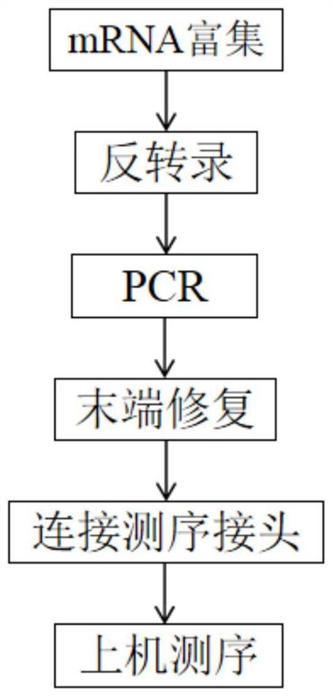 一种纳米孔全长转录组文库构建方法