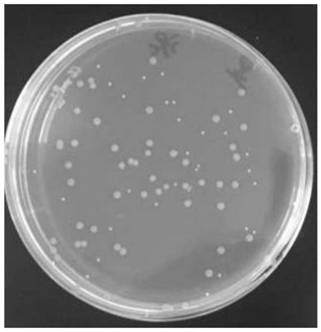 猪丹毒杆菌和猪多杀性巴氏杆菌菌落选择性显色培养基