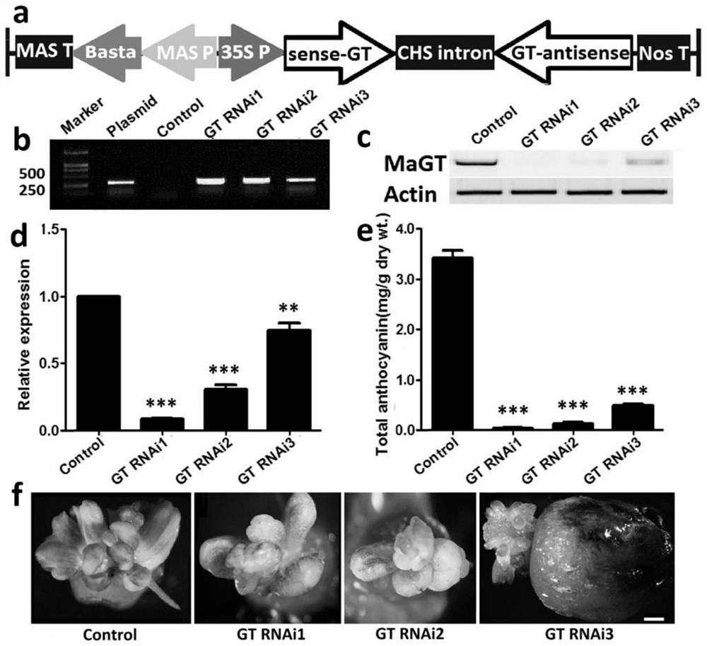 一种花色调节基因MaGT、其应用及快速验证其功能的方法