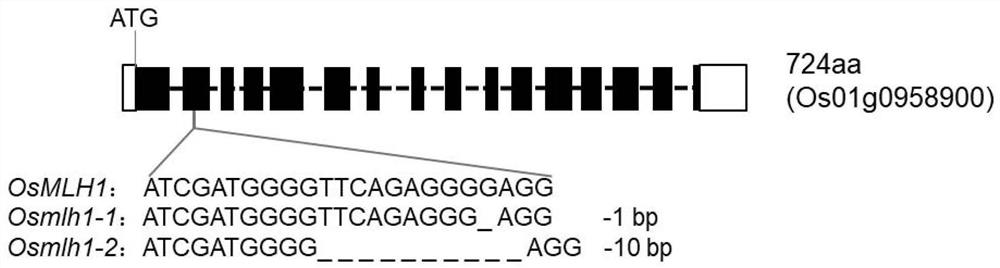 调控水稻雌性发育的突变型基因及其编码的蛋白、应用以及引物