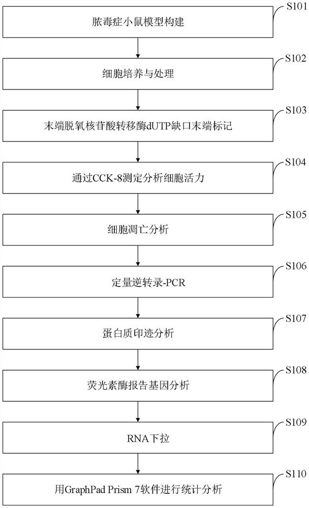 一种通过靶向TLR4减轻脓毒症诱导的肝损伤的基因