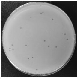 一株化脓隐秘杆菌噬菌体及其医用用途