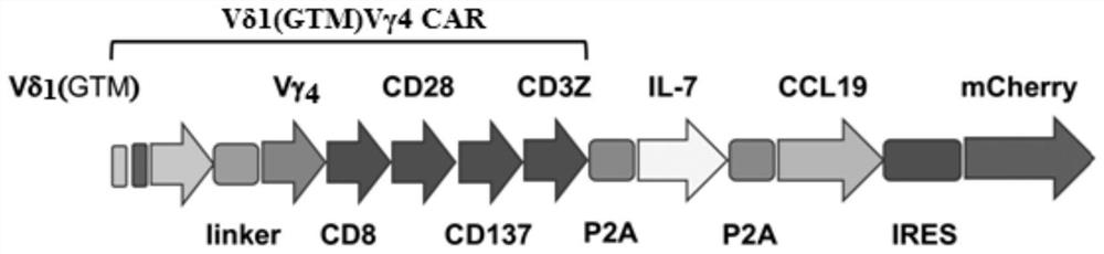 胞外段为Vδ1(GTM)Vγ4的CAR分子及表达该分子的CAR-T细胞及其用途
