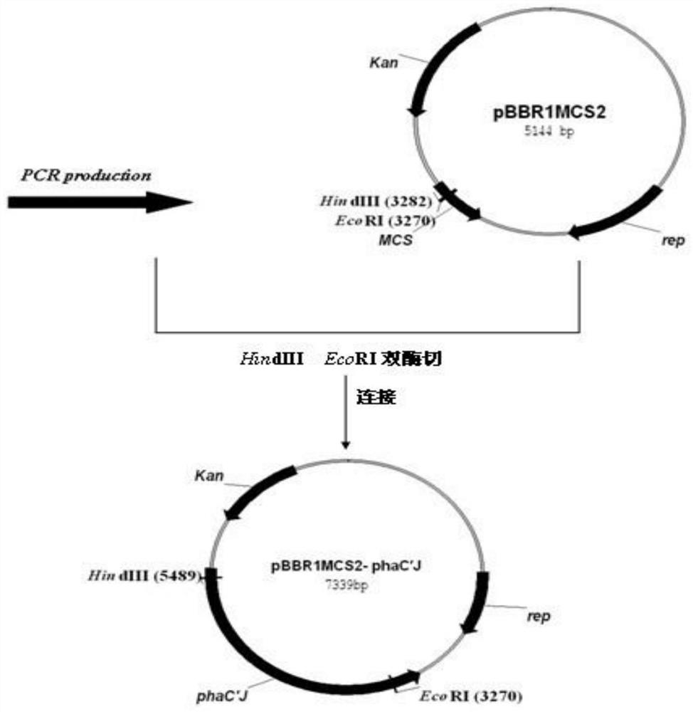 一种PHA合酶N端缺失突变体构建方法及应用