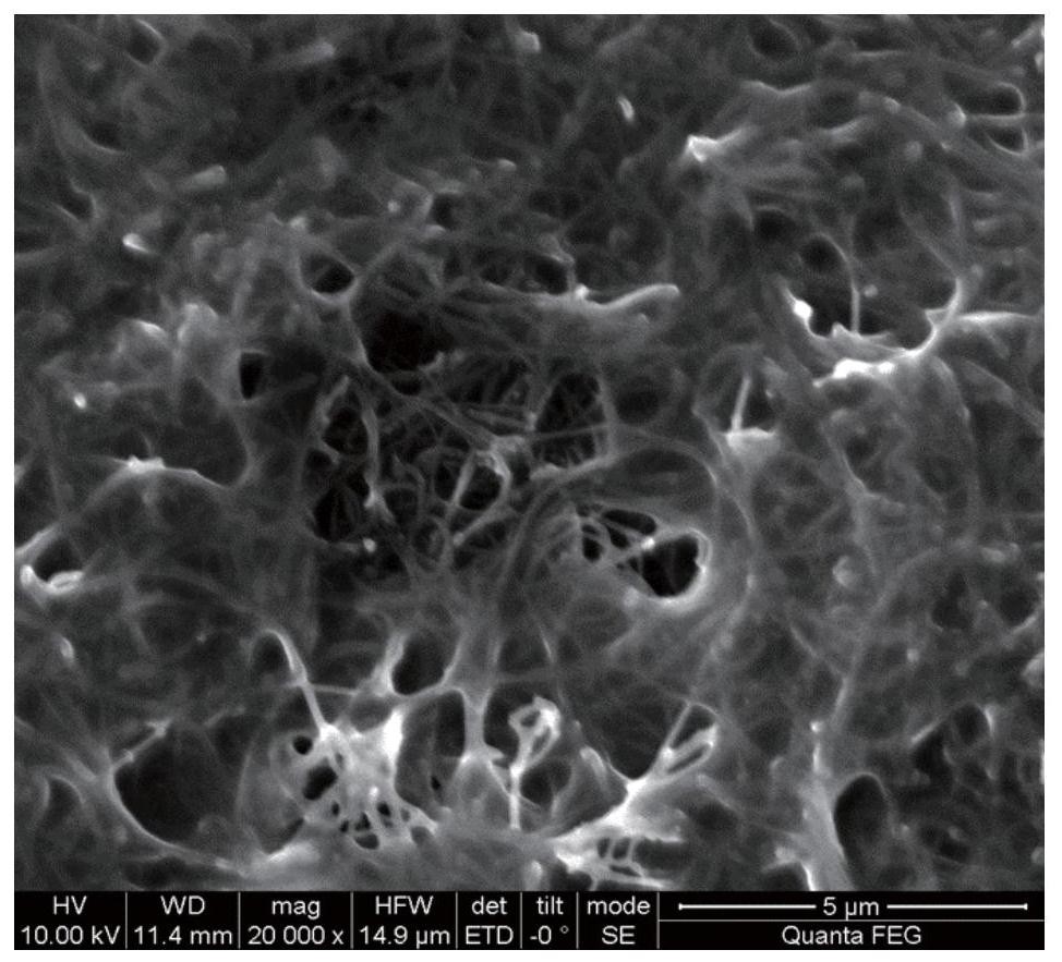 剪切增稠液/碳纳米管泡沫抗冲击吸能材料、制法及应用