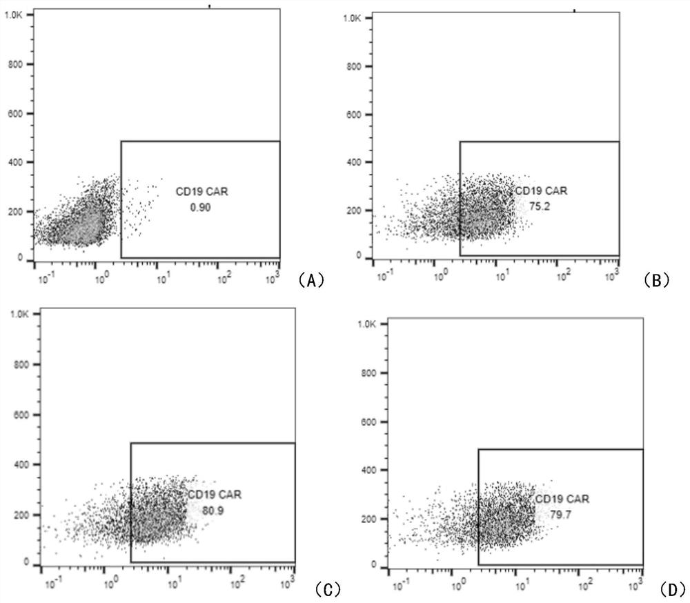 一种抗CD19蛋白分子的抗体及其应用