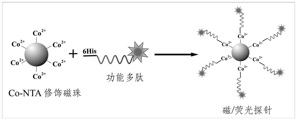 一种用于检测基质金属蛋白酶-2的磁性荧光复合探针及其制备方法和应用